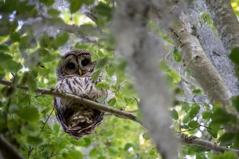 Barred Owl Looking Down From Tree (Daytime) Stock Photos