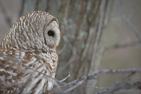 Barred owl - looking to right Stock Photos