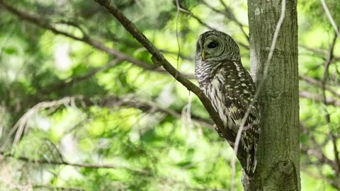 Barred owl looking from side to side Stock Footage 238488420