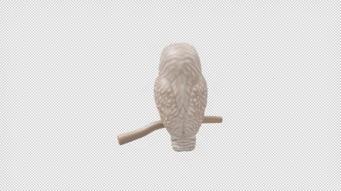 Barred owl - Loop Alpha HD ProRes Stock Footage 328354550