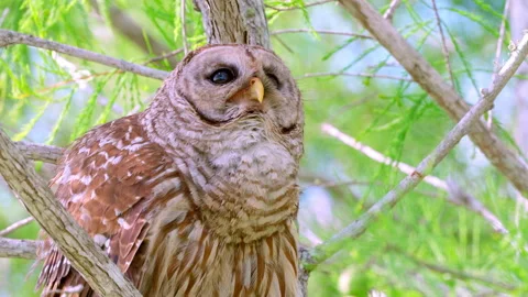 BARRED OWL MEDIUM SHOT 스톡 동영상 250301588