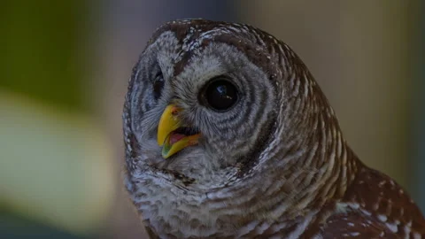 BARRED OWL PANTING CLOSE UP 스톡 동영상 228748625