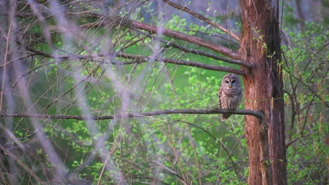 Barred owl perched on tree branch in forest of Northern Virginia Vidéo 164675254