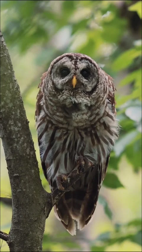Barred Owl Perched on Tree Branch in Forest Habitat Stock Footage 343236290