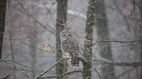 Barred Owl perched on a tree limb Stock Footage 145862419