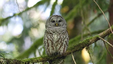 Barred Owl perched in a tree in the Pacific Northwest rainforest Stock Footage 275763899