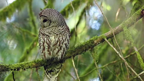 Barred Owl perched in a tree in the Pacific Northwest rainforest Stock Footage 276073047