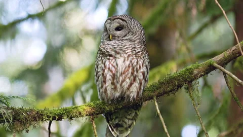 Barred Owl perched in a tree in the Pacific Northwest rainforest Stock Footage 276074372