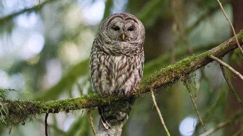 Barred Owl perched in a tree in the Pacific Northwest rainforest Vidéo 276076024