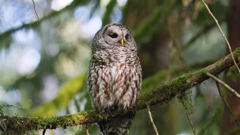 Barred Owl perched in a tree in the Pacific Northwest rainforest 動画素材 276077684