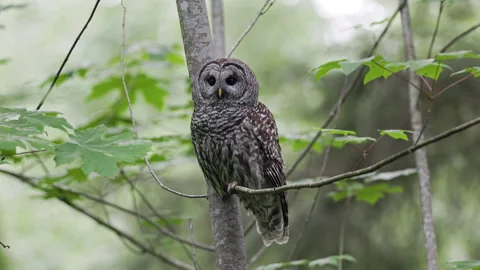 Barred Owl perched in a tree in the Pacific Northwest rainforest 動画素材 276563561