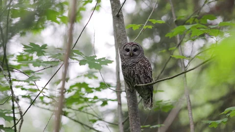 Barred Owl perched in a tree in the Pacific Northwest rainforest 動画素材 276564450