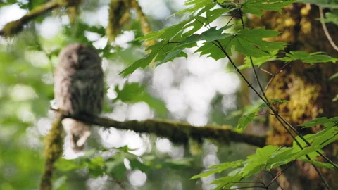 Barred Owl perched in a tree in the Pacific Northwest rainforest Stock Footage 276566494