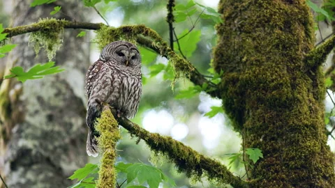 Barred Owl perched in a tree in the Pacific Northwest rain forest Vidéo 276569165