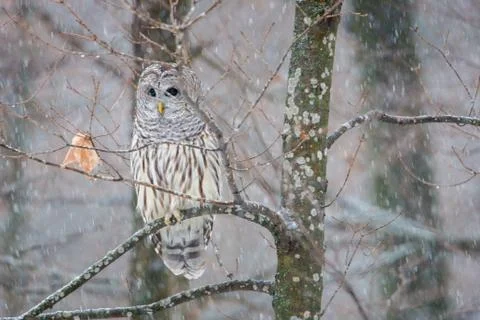 Barred Owl perched on a tree Stock Photos