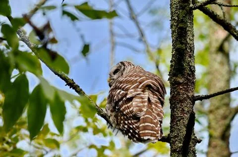 Barred owl perched in a tree Stock Photos