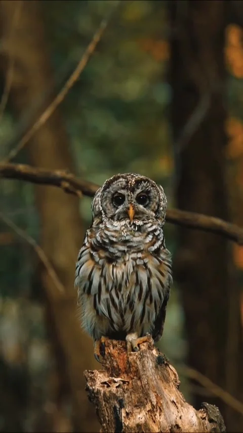 Barred Owl Perched on Tree Stump in Forest Habitat Video stock 343236226