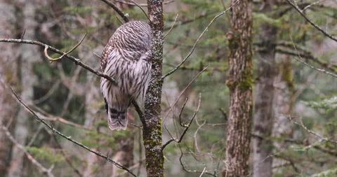 Barred Owl perched while snowing Stock Footage 167598061