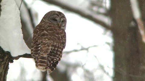 Barred Owl Perched in Winter Woods Stock Footage 317560643