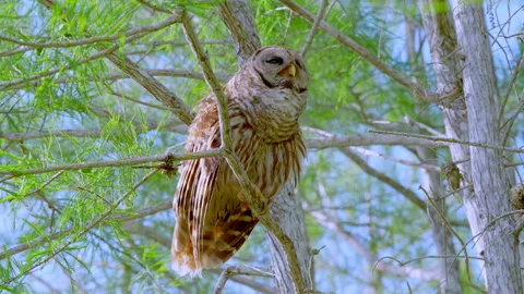 BARRED OWL PERCHING ON CYPRESS WHILE CALLING Stock-Footage 250301872