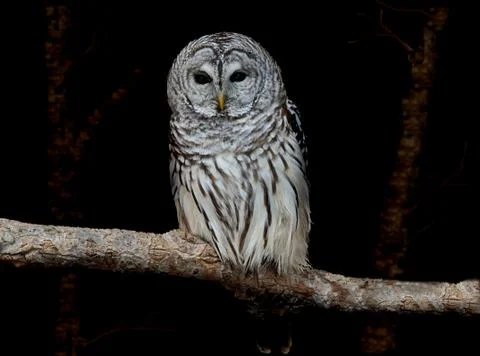 Barred owl Stock Photos