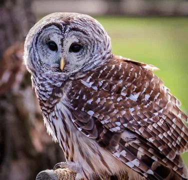 Barred owl Stock Photos