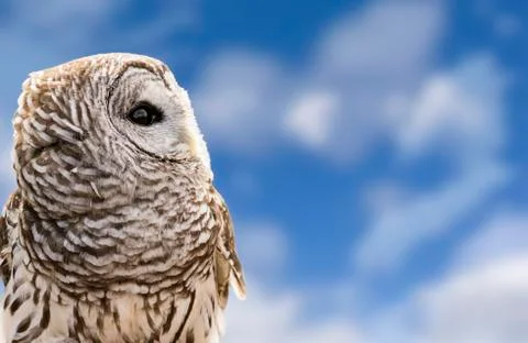 Barred Owl Stock Photos