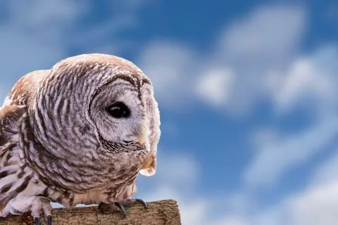 Barred Owl Stock Photos