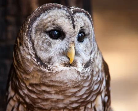 Barred Owl Stock Photos
