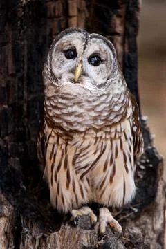 Barred Owl Stock Photos