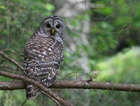 Barred Owl Stock Photos
