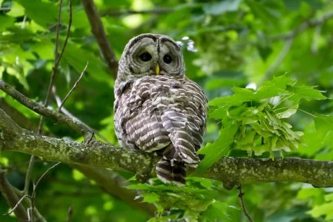 Barred Owl Stock Photos