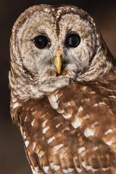 Barred Owl Foto stock