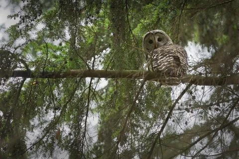 Barred Owl 写真素材