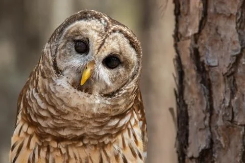 Barred Owl Stock Photos