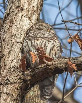 Barred Owl Stock Photos