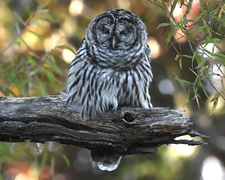 Barred Owl Stock Photos