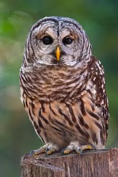 Barred Owl Stock Photos