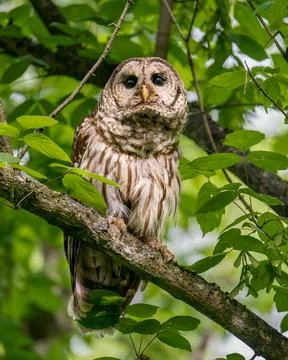Barred Owl Foto stock