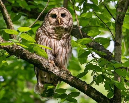 Barred Owl Stock Photos