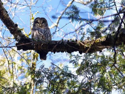 Barred Owl Stock Photos