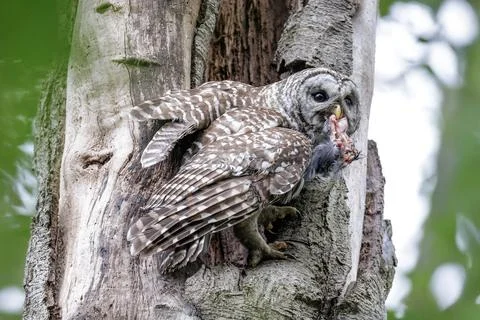 Barred Owl Stock Photos