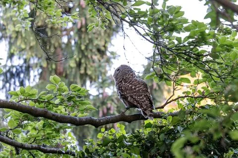 Barred Owl Stock Photos