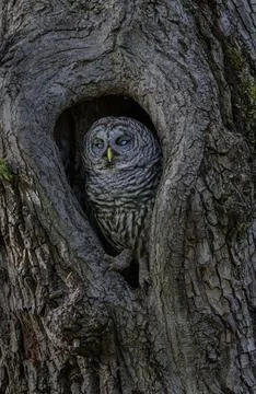 Barred Owl Stock Photos