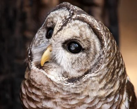 Barred Owl Potrait Stock Photos
