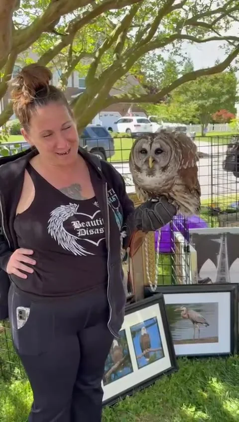 Barred Owl Puts On Show At Yard Sale, Chesapeake, Virginia, USA - 27 Apr 2025 Stock Footage 308744533