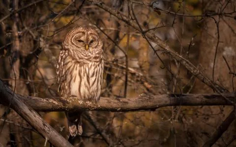 Barred owl resting in the autumn sun. Stock Photos