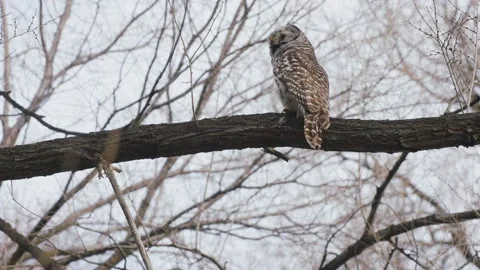 Barred owl roosts on a tree branch, in city park. 4k Stock-Footage 151044634