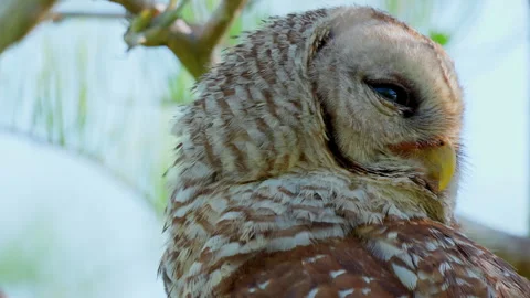 BARRED OWL ROTATING NECK Stock-Footage 250302201