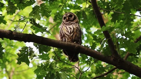 Barred Owl Sits on Leafy Tree Branch Turns Head and Screeches Stock Footage